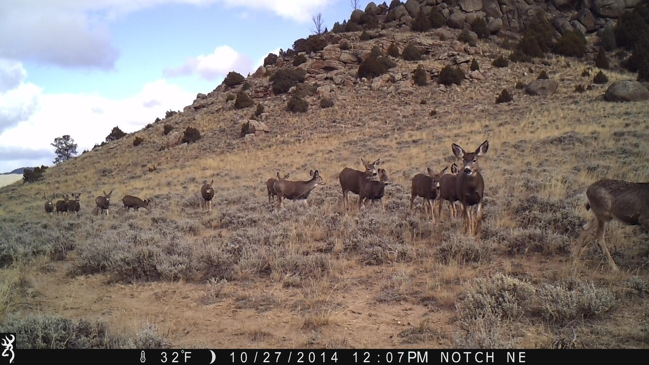 Migrating Mule Deer