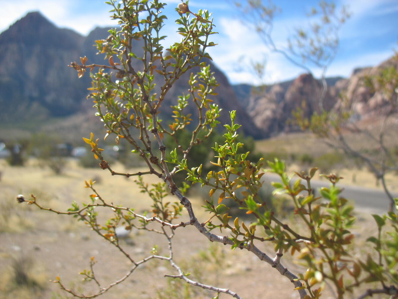WERC desert vegetation