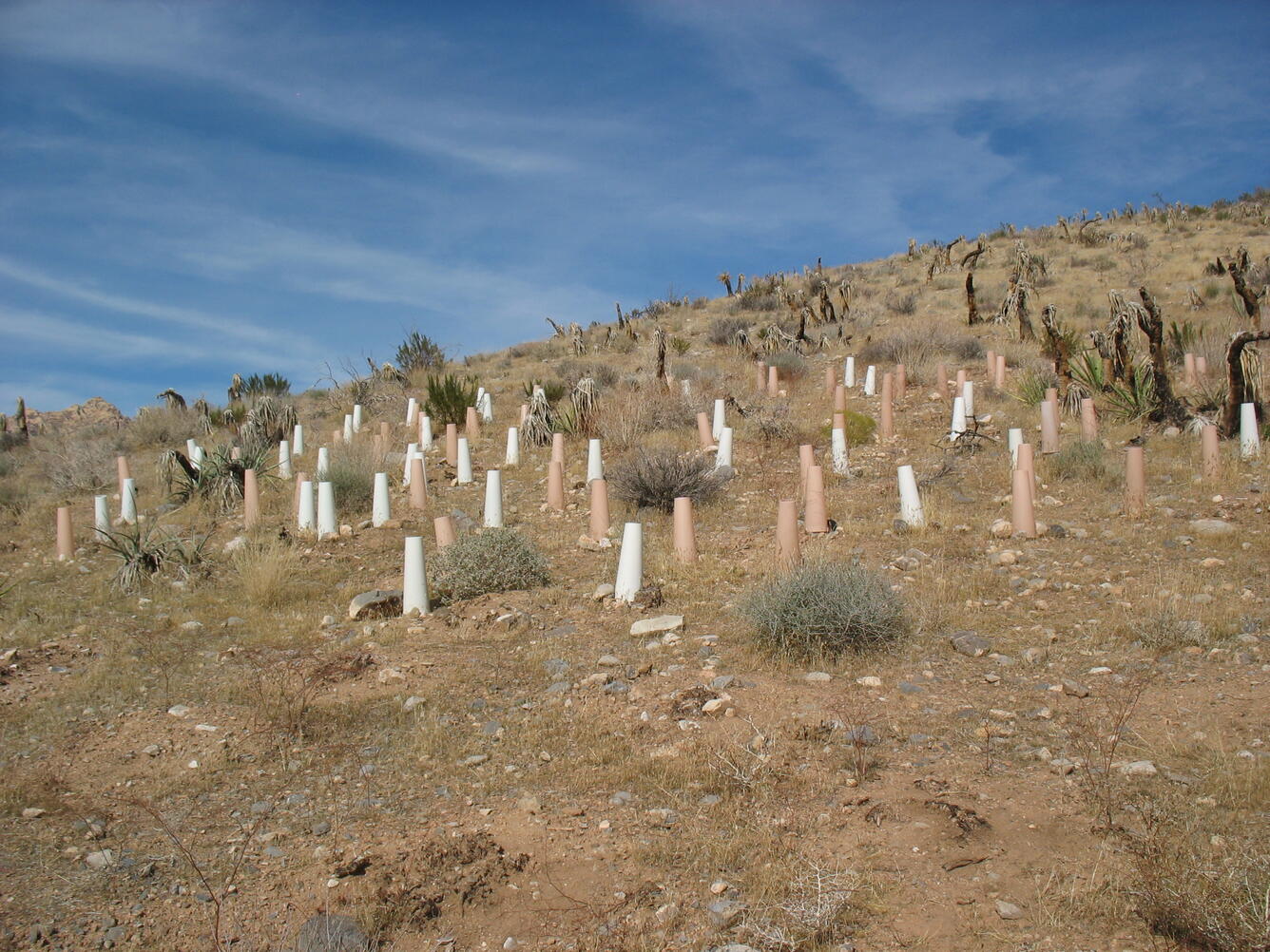 WERC Cones protect native seedlings planted in burned desert tortoise habitat 