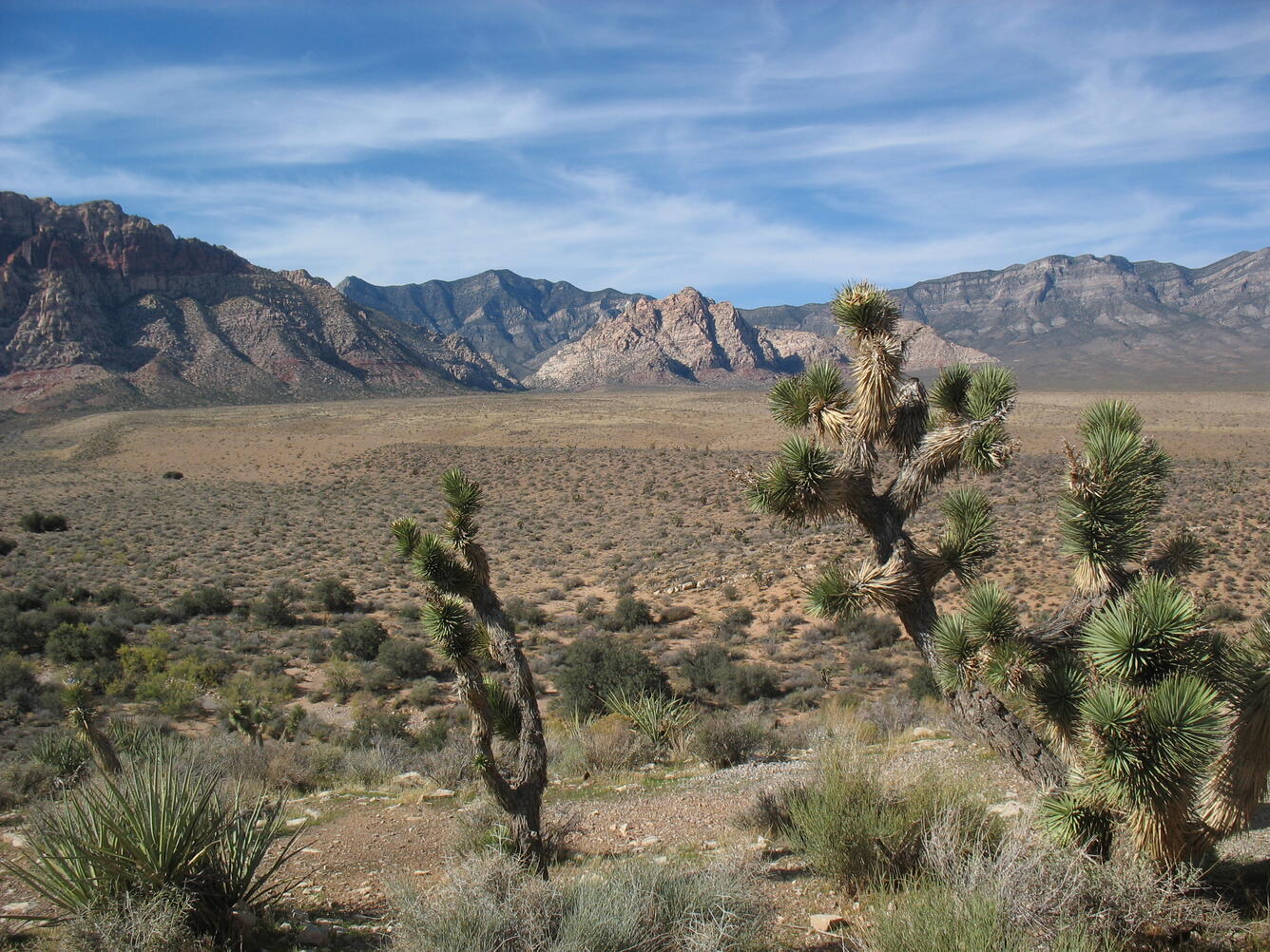 WERC Joshua trees and desert landscape 
