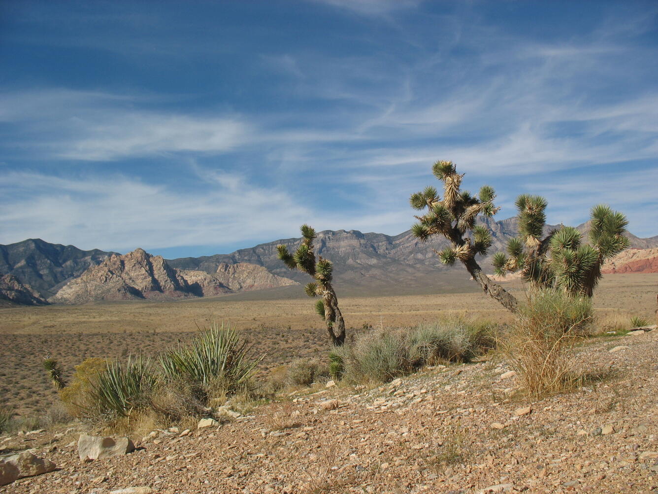 Photo of Joshua trees in the Mojave Desert.