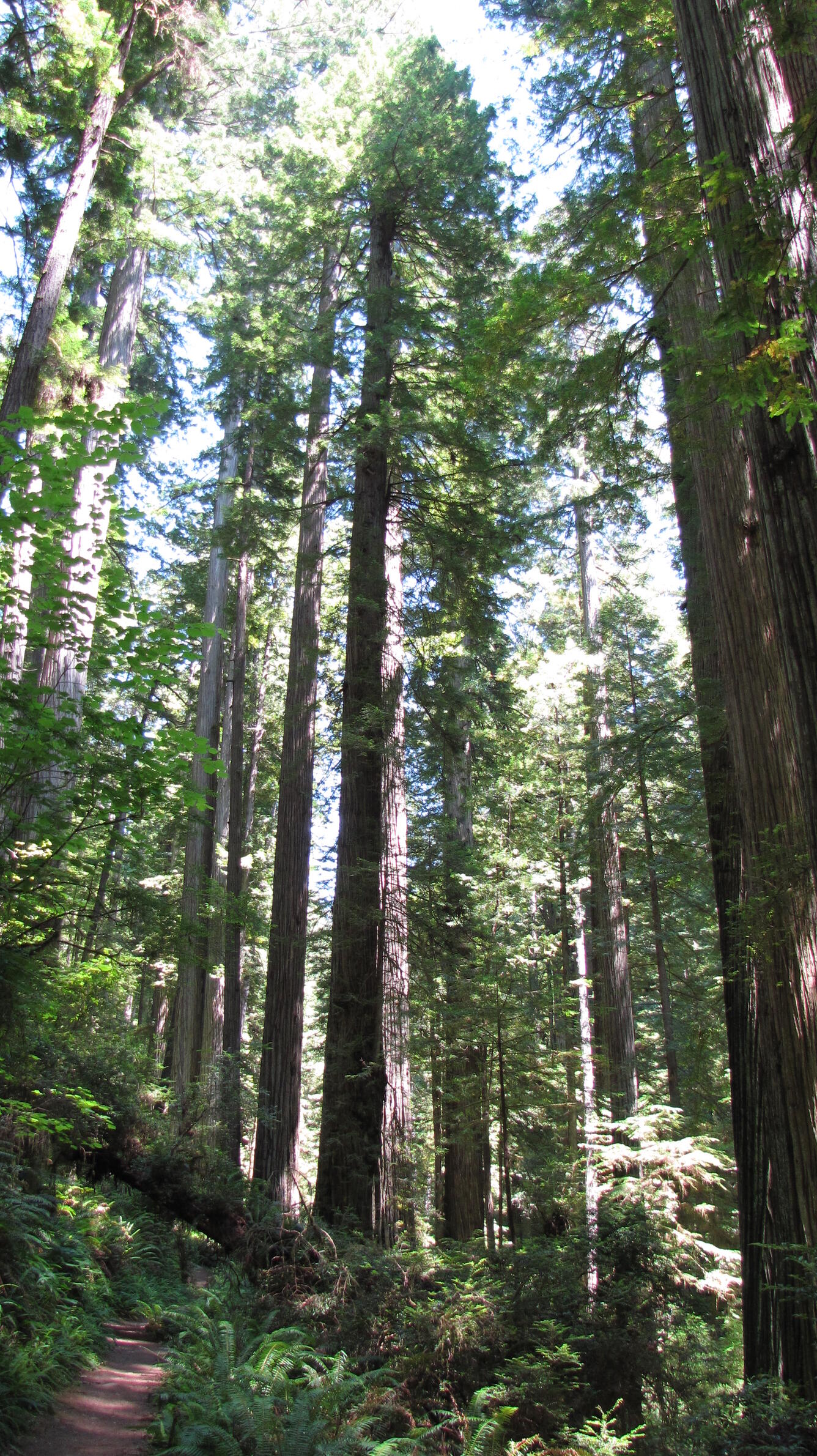 redwoods