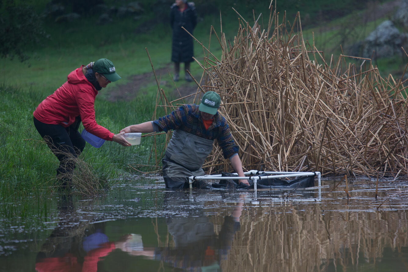ARMI biologists translocating Yellow-legged Frog eggmass to a new location