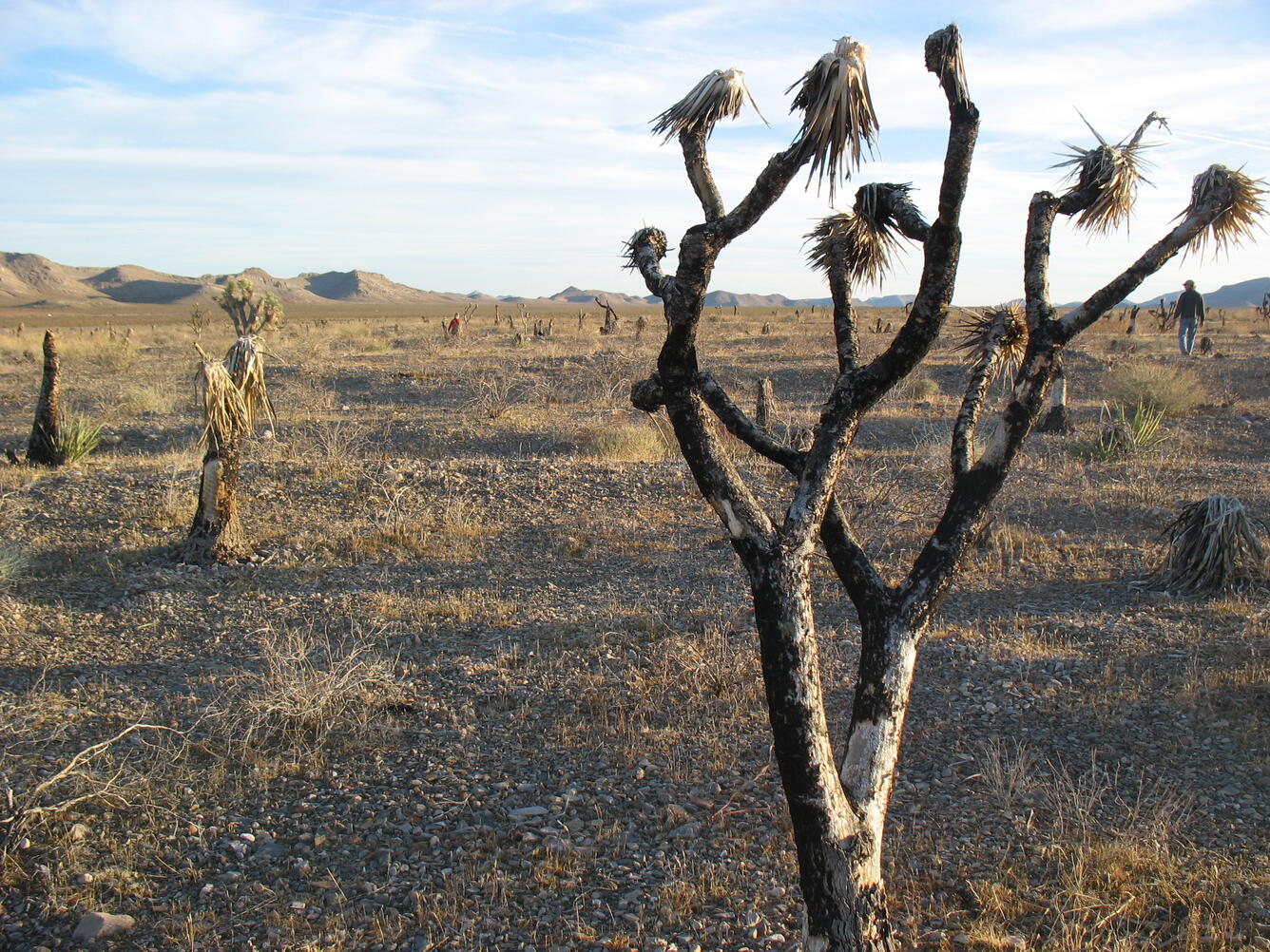 WERC unhealthy Joshua tree