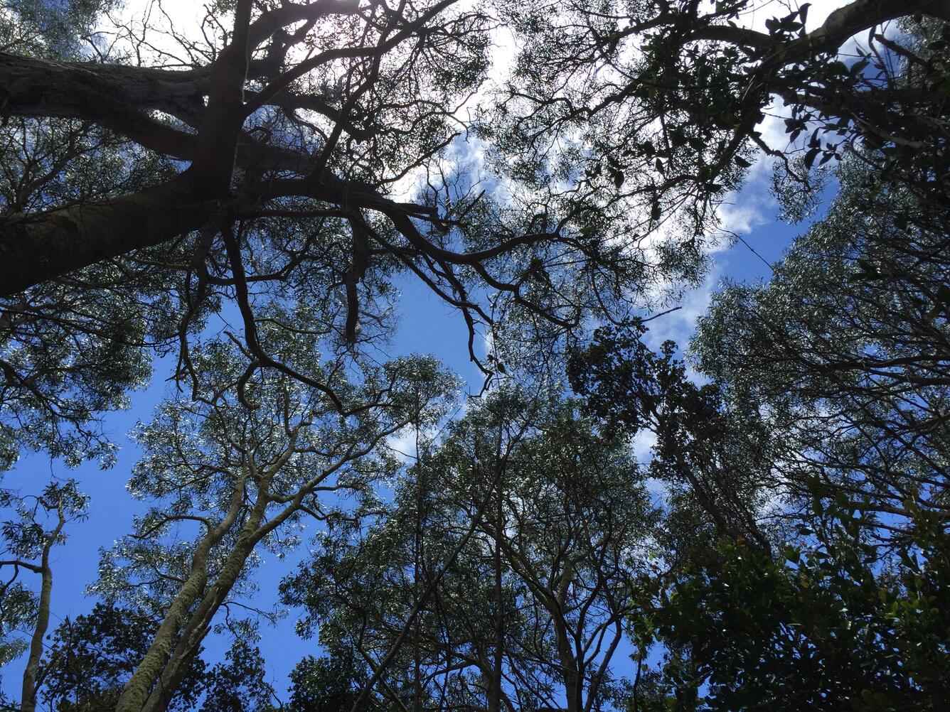 View of the canopy at Hakalau Forest National Wildlife Refuge
