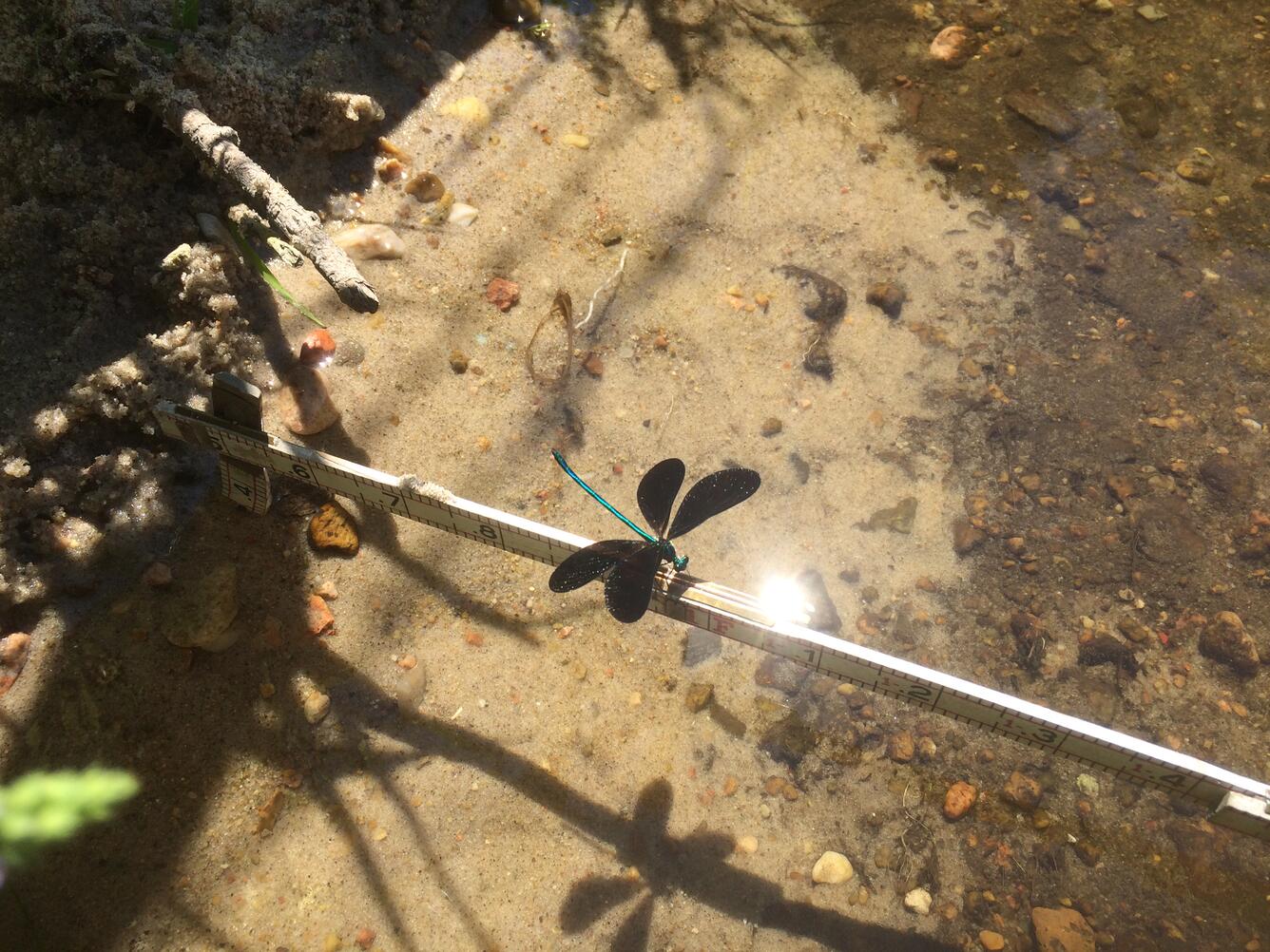 Visit from a dragonfly