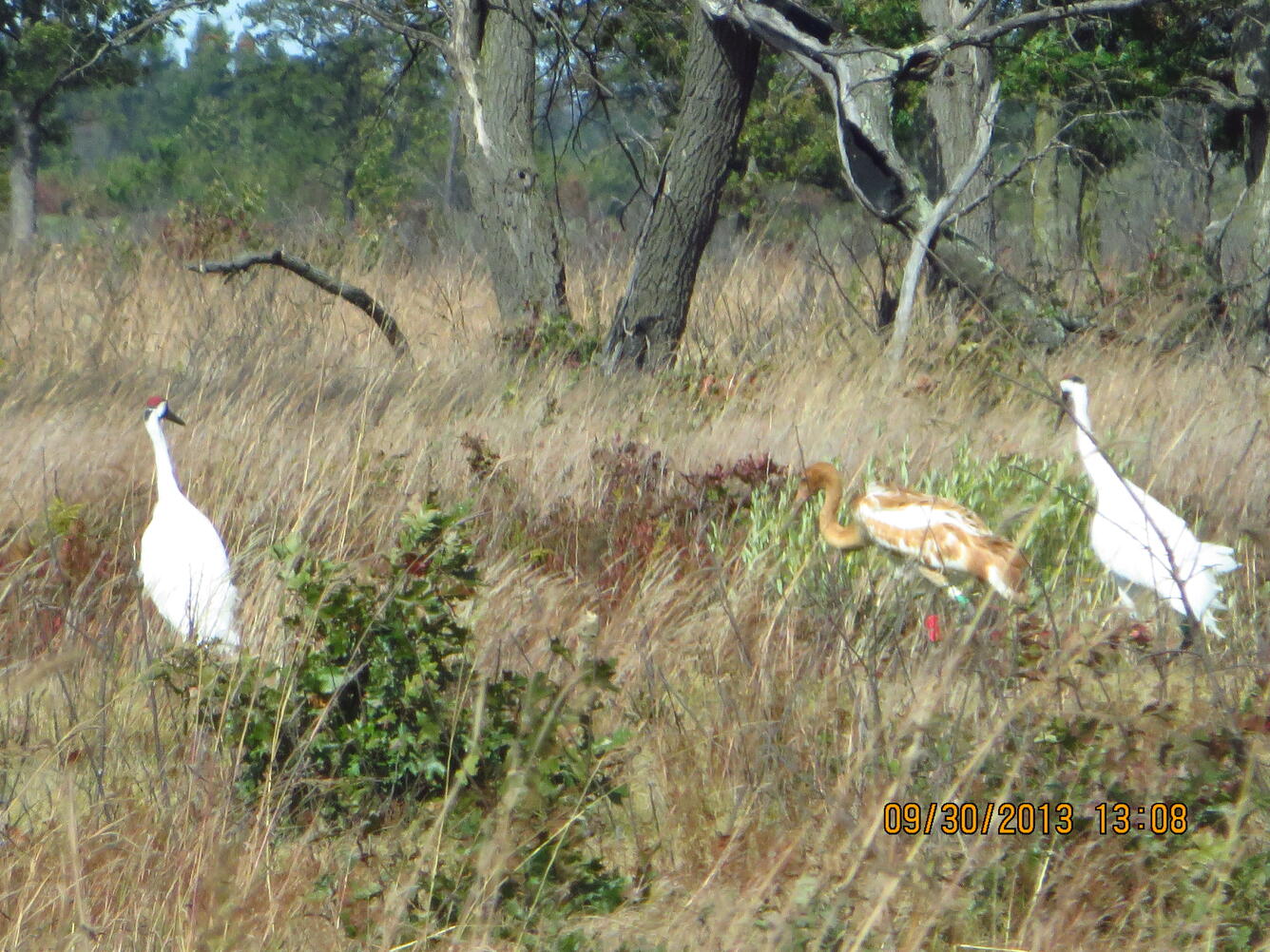 Whooping Cranes, Grus americana, in the wild
