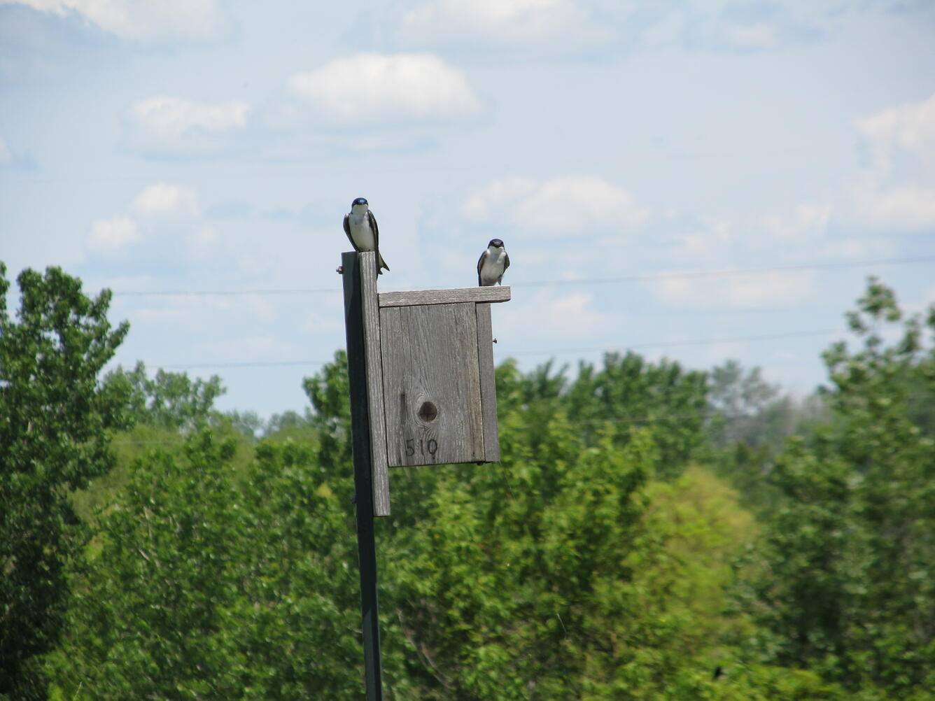 Using birds as indicators of toxic exposure