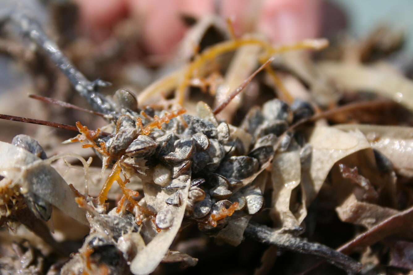 Molluscs encrust a piece of seaweed