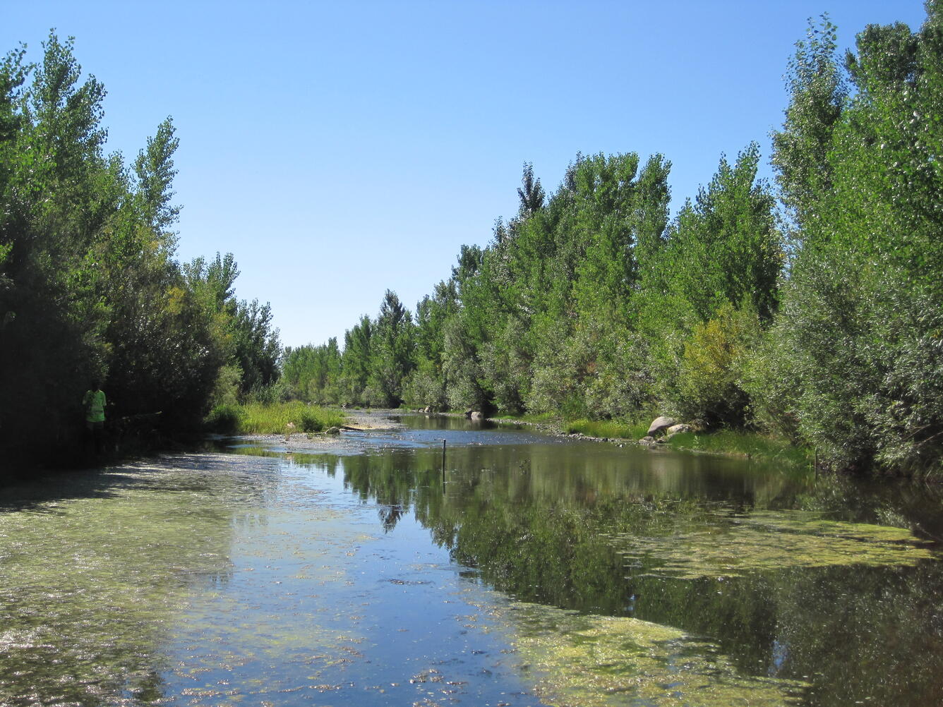 Algal bloom along the East Fork Carson River, Nev.