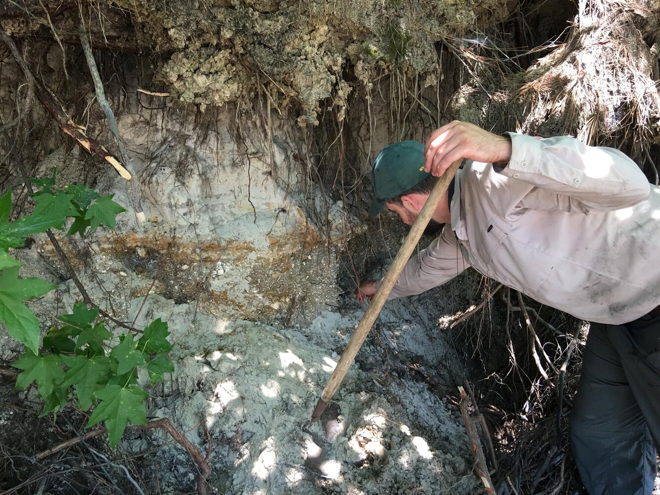 In this image, Dr. Robbert Poirier is examining a facies change within the Socastee Formation at an outcrop in S.C.