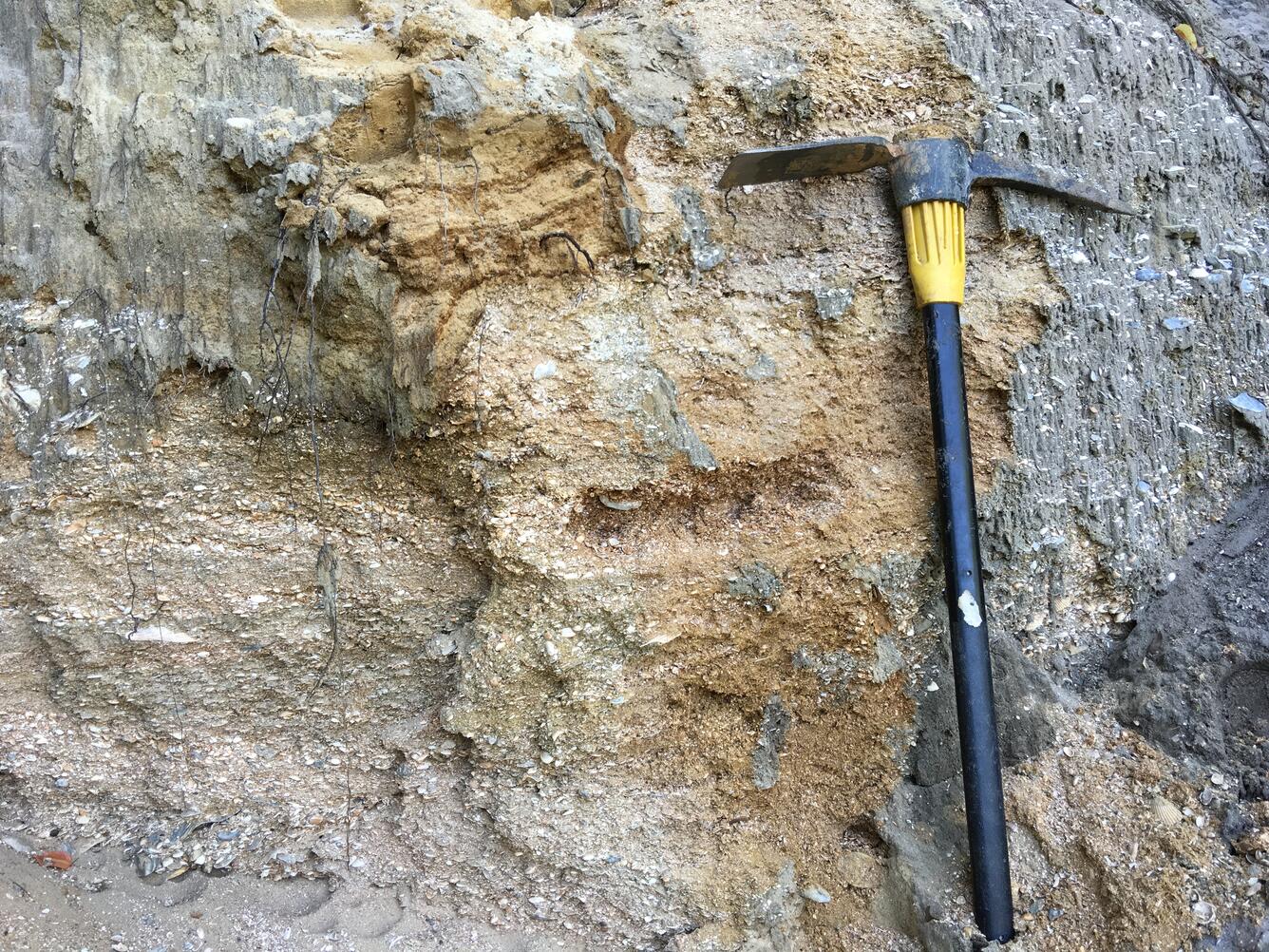 A nearshore shell hash deposit from the Socastee Formation.