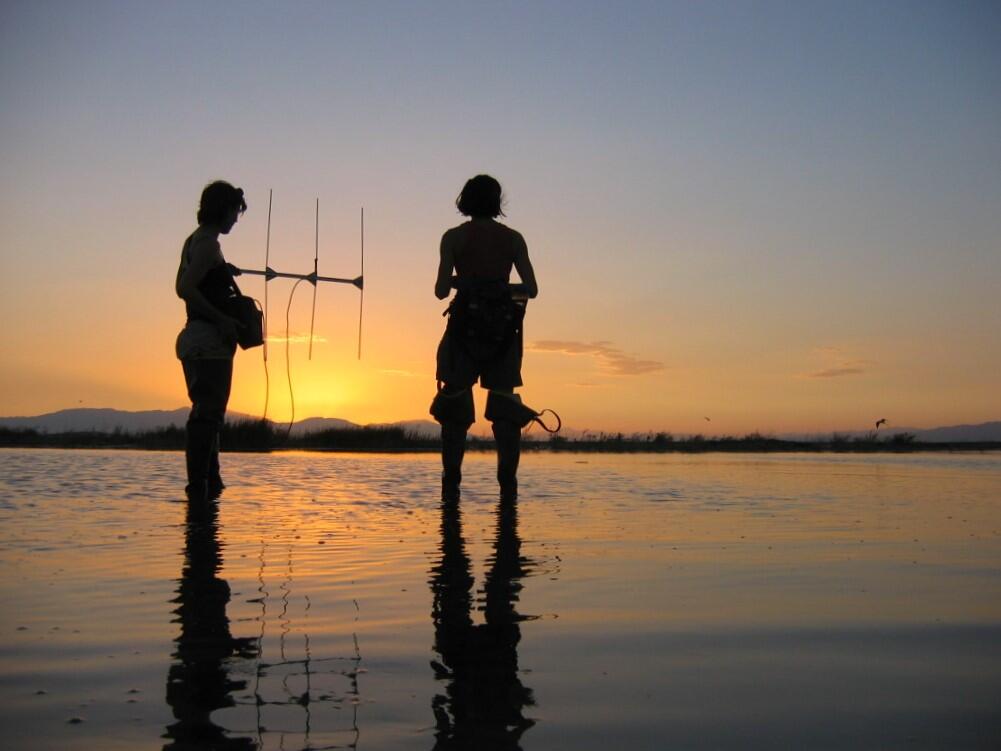 Scientist use a radio antenna to track radio tagged birds at sunset in the Salton Sea.