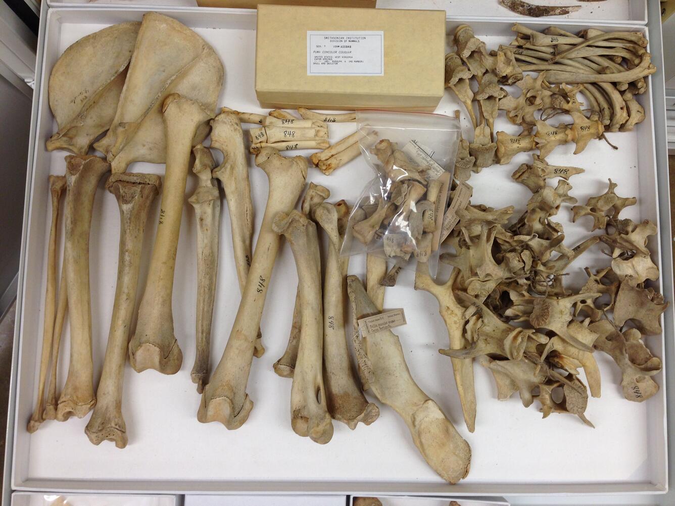 Collection of bones that have been labeled and assembled on a specimen tray.