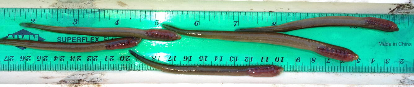 Lamprey larvae