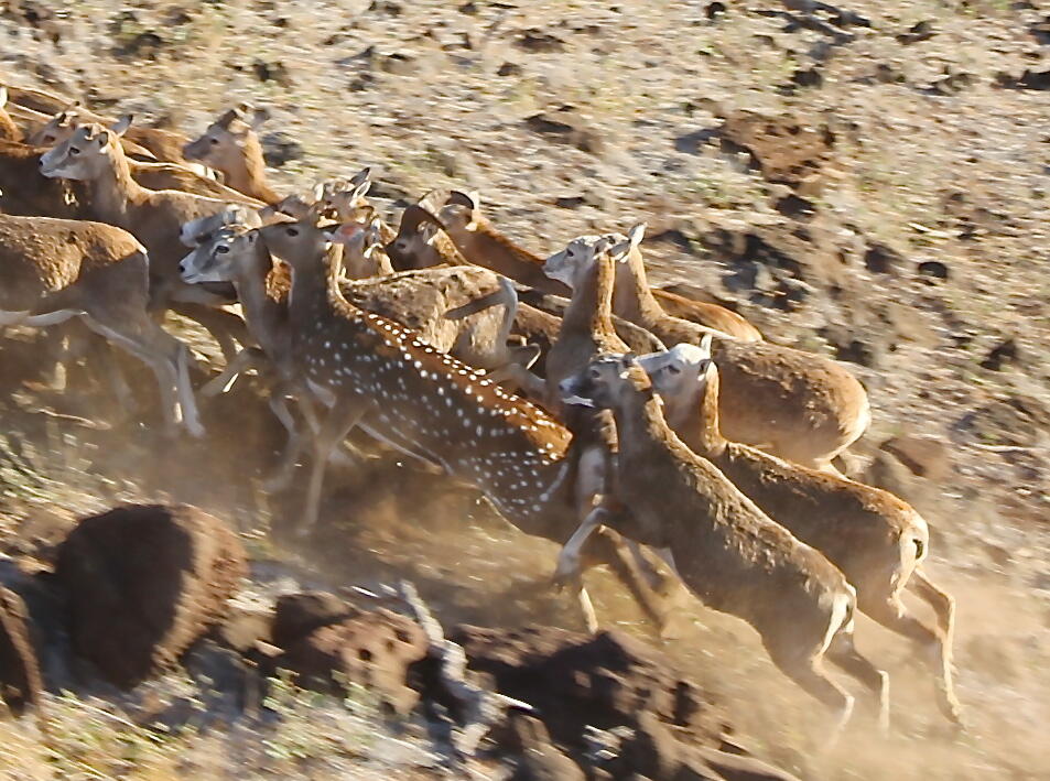 An axis deer hides in a running herd of mouflon sheep