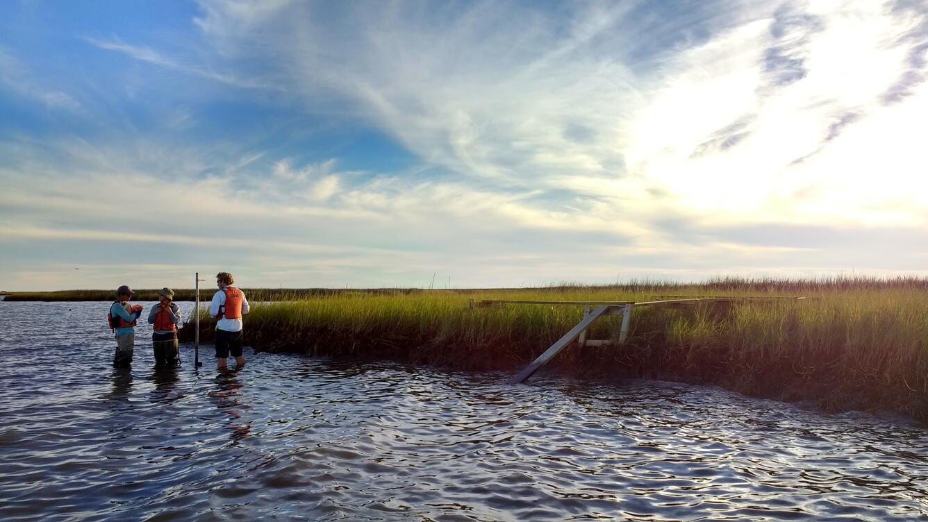 Three scientists stand in the water near a grassy marsh shoreline