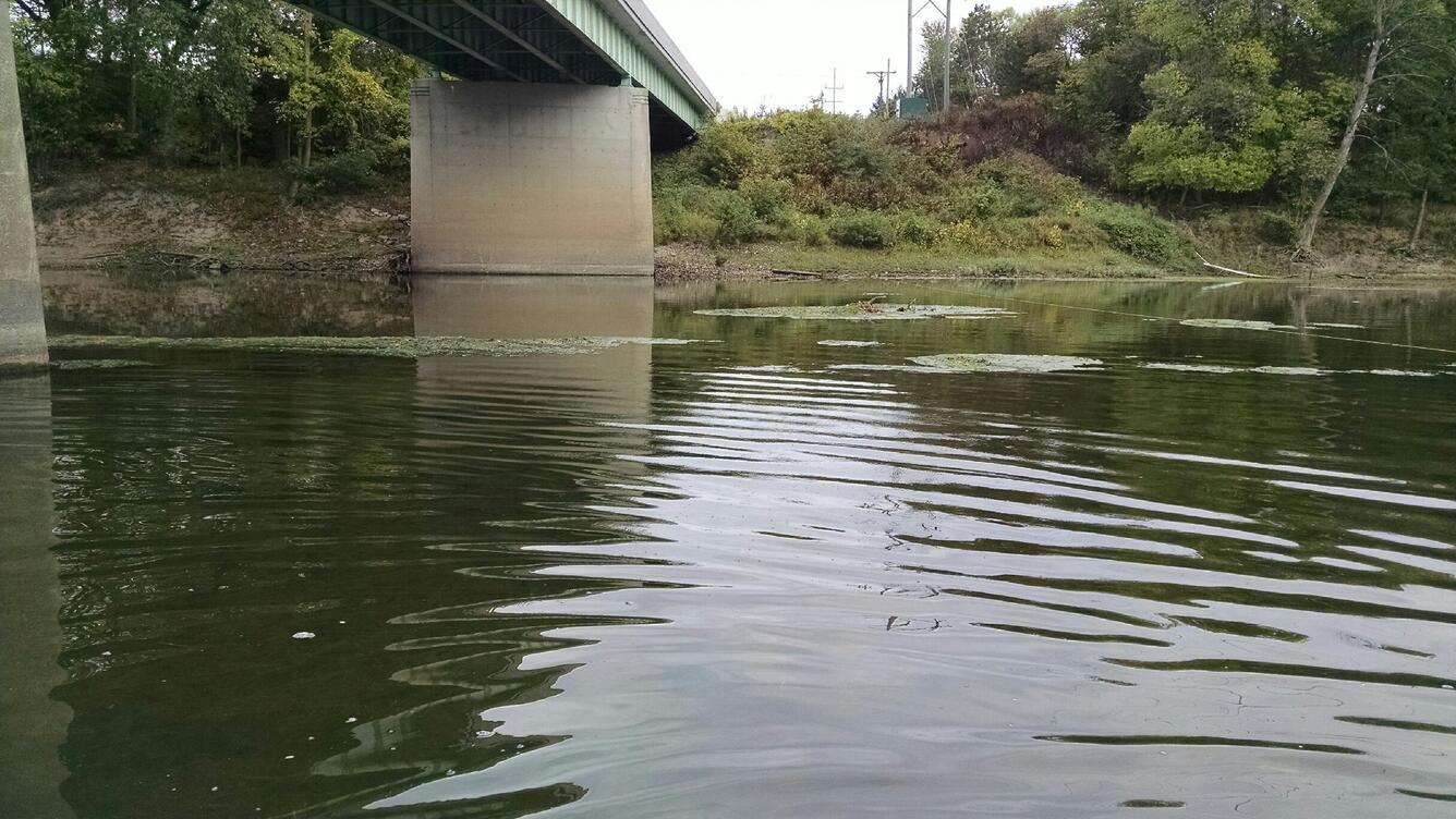 Maumee River at Antwerp, OH - floating algae