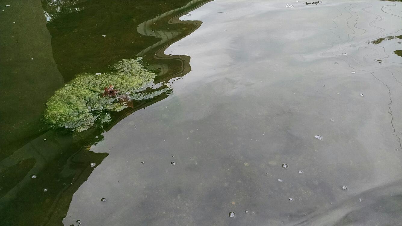 Maumee River at Antwerp, OH - floating algae