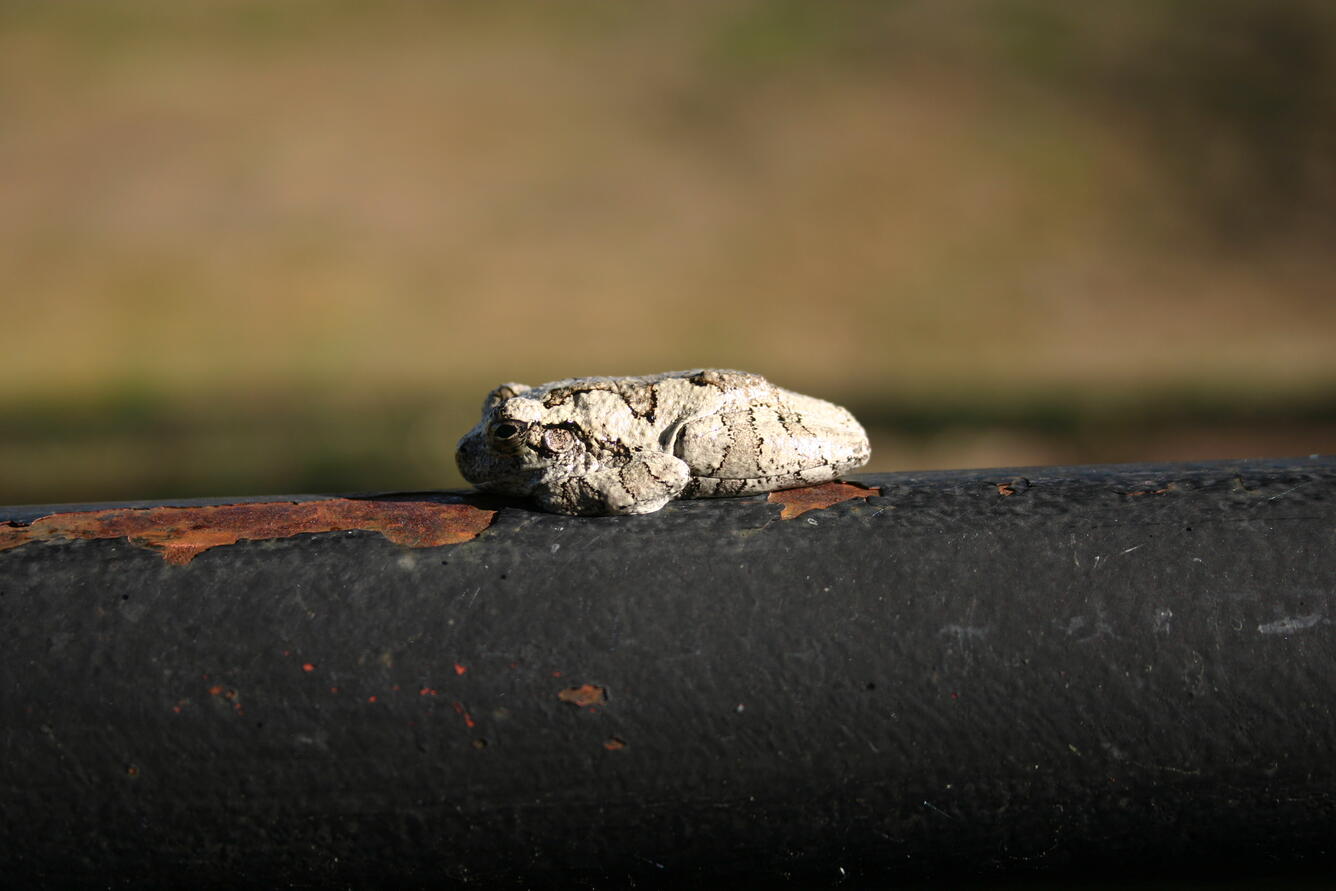 Frog on rusted post in Big Cypress swamp, Texas