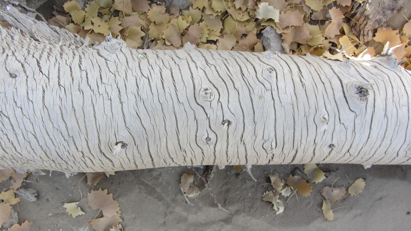 A tree used to analyze tree rings in China. Johnathan Friedman photo, USGS.