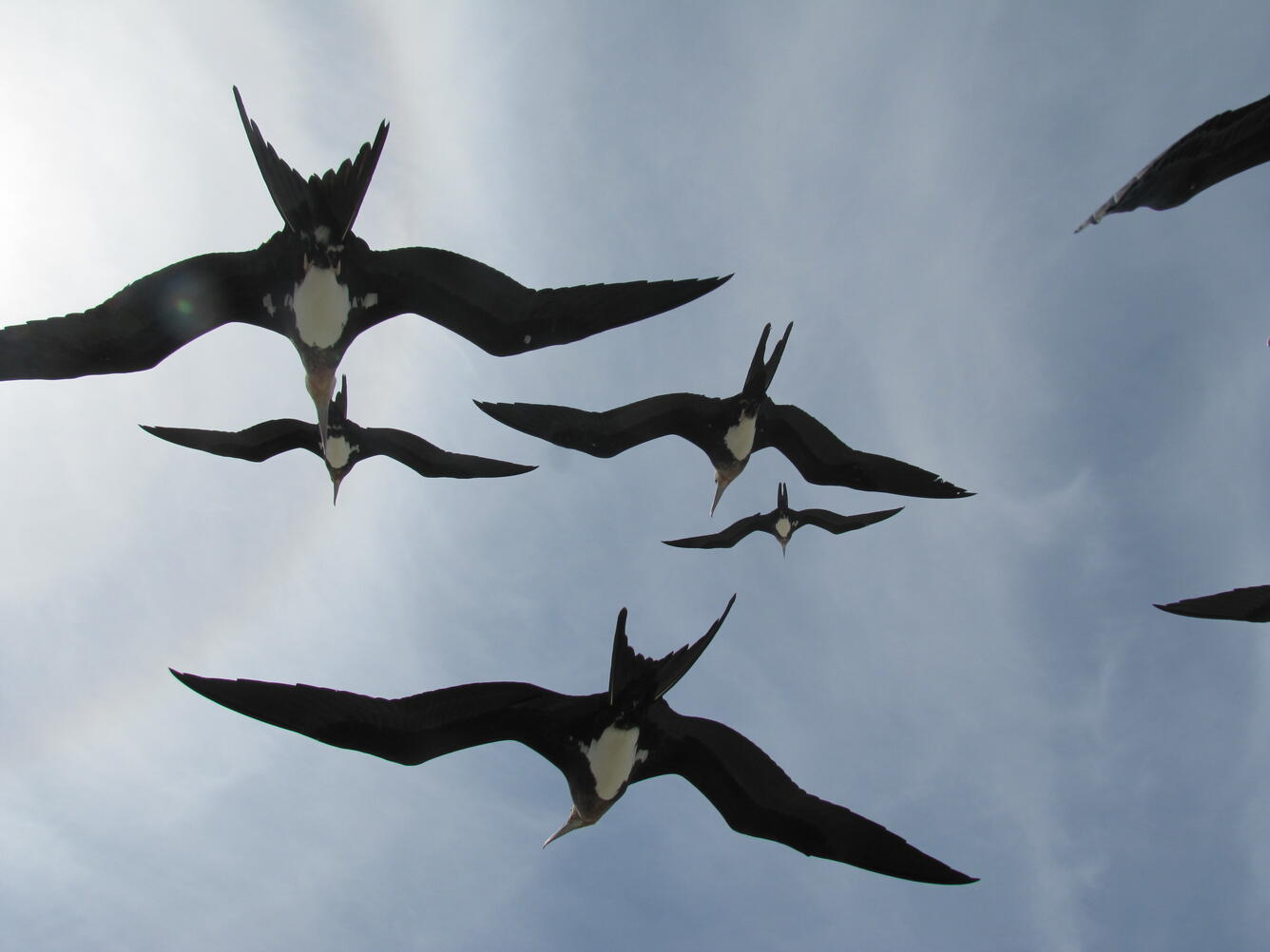 Frigatebirds flying overhead