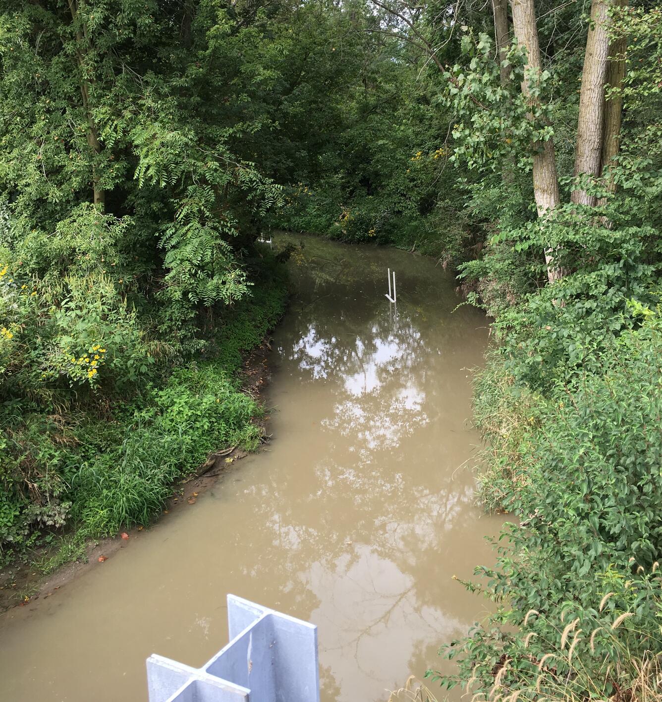 Passive sampler in Black Creek