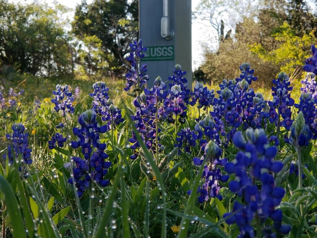 Bluebonnets with USGS gage in the background