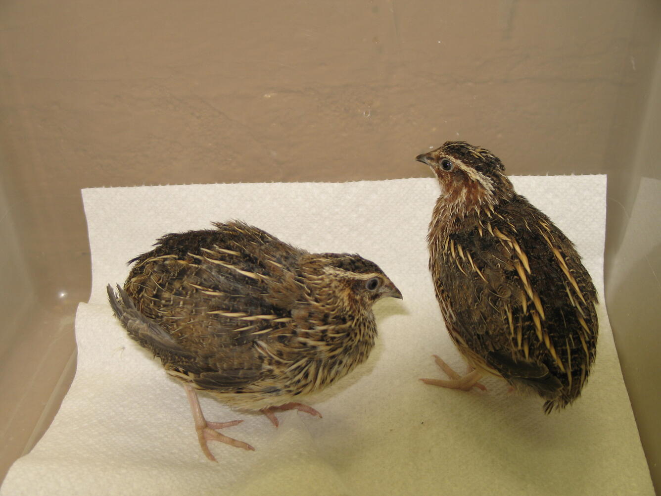 Japanese Quail