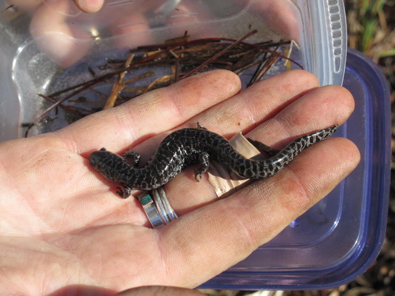 Flatwoods Salamander, St. Marks National Wildlife Refuge, Florida