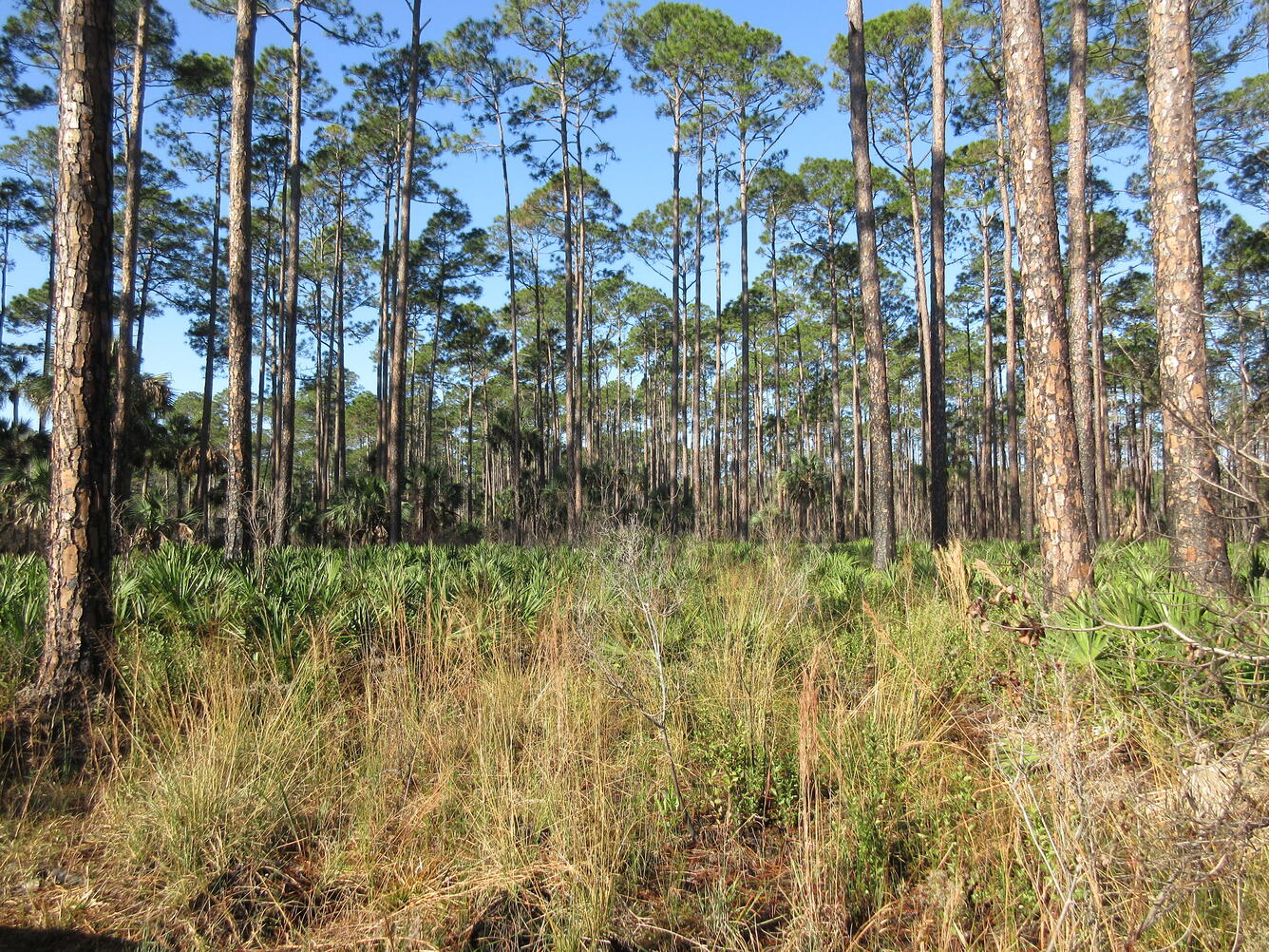 St. Marks National Wildlife Refuge, Florida