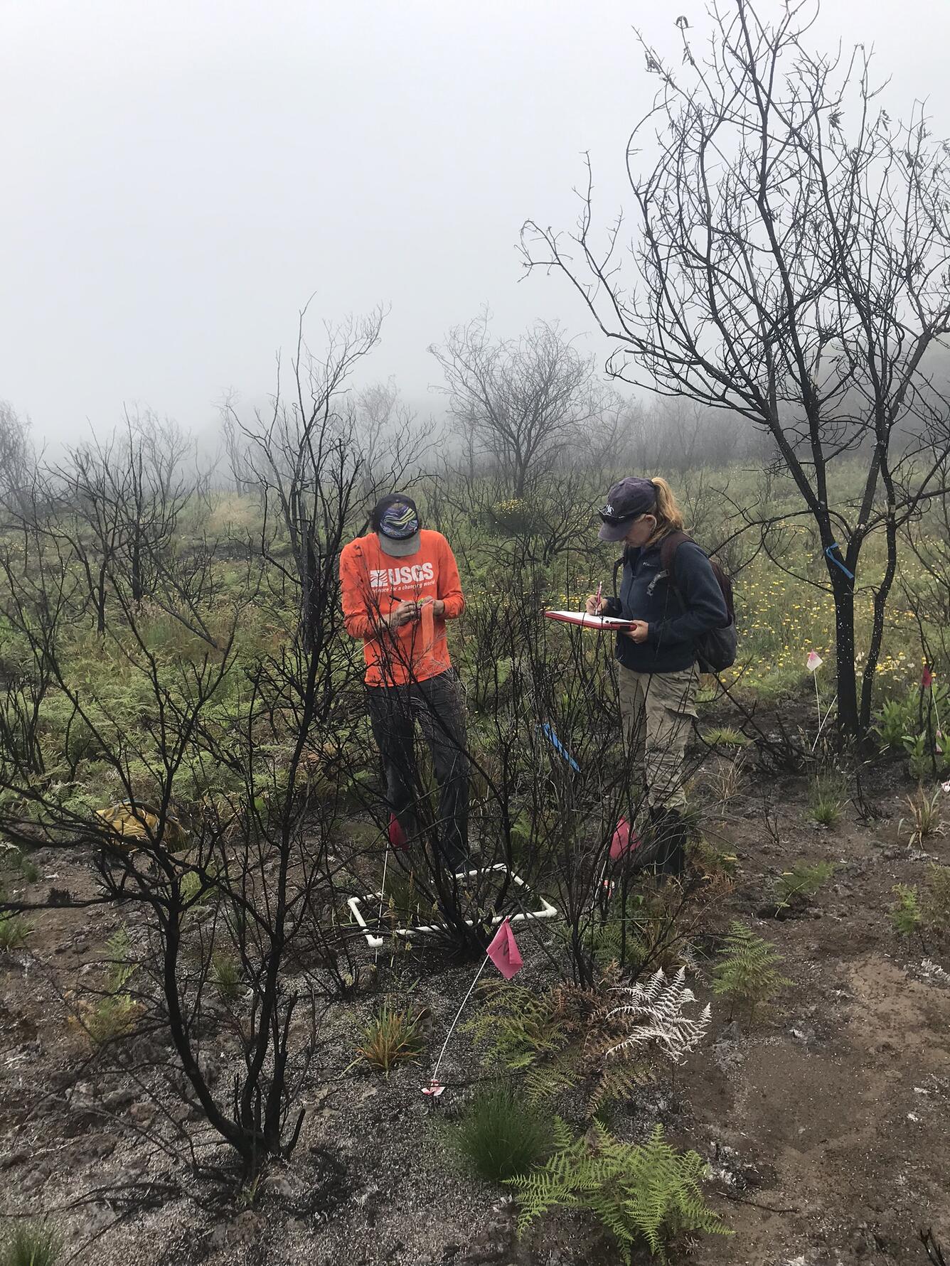 Developing optimal post-fire restoration strategies to build ecosystem resilience