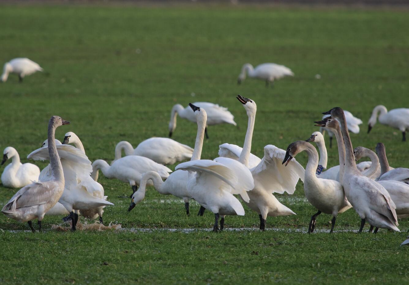 Tundra Swans in La Conner, WA