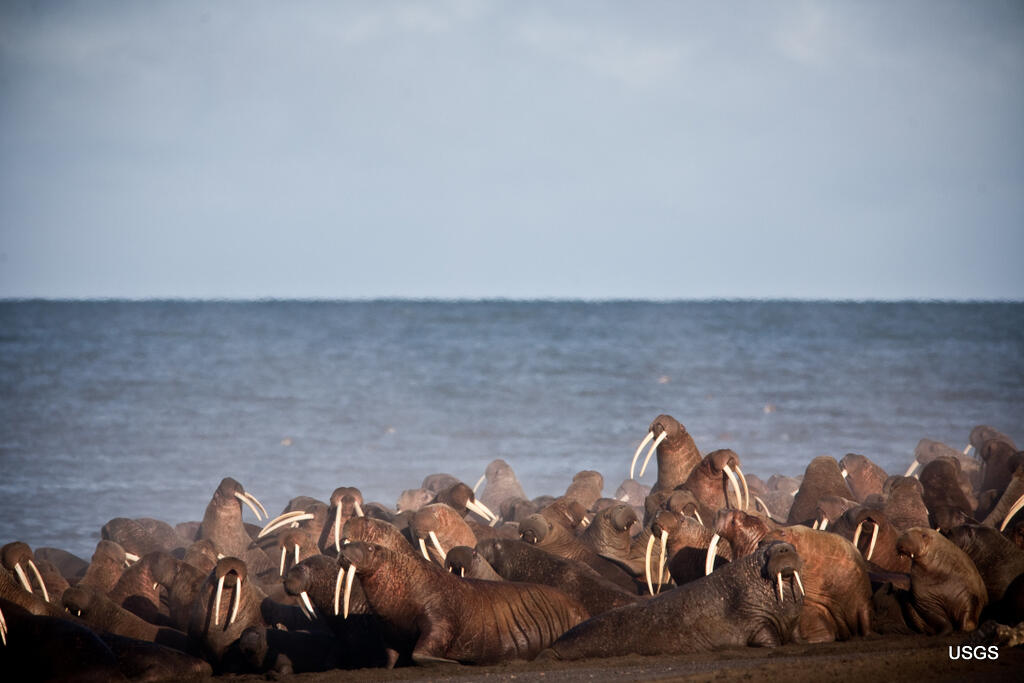 Resting Walruses