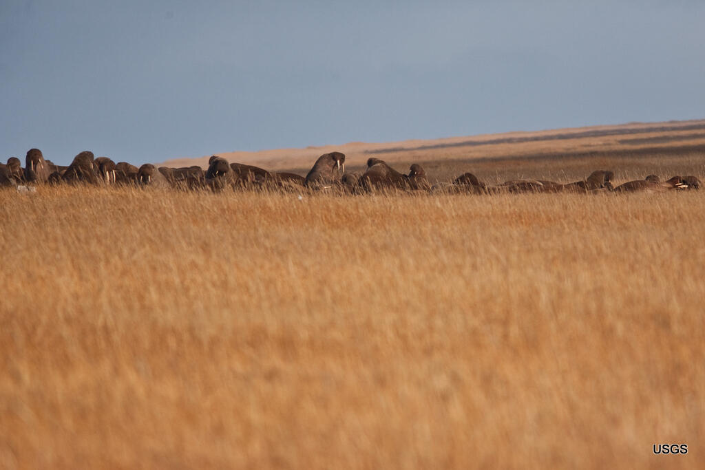 Resting Walruses
