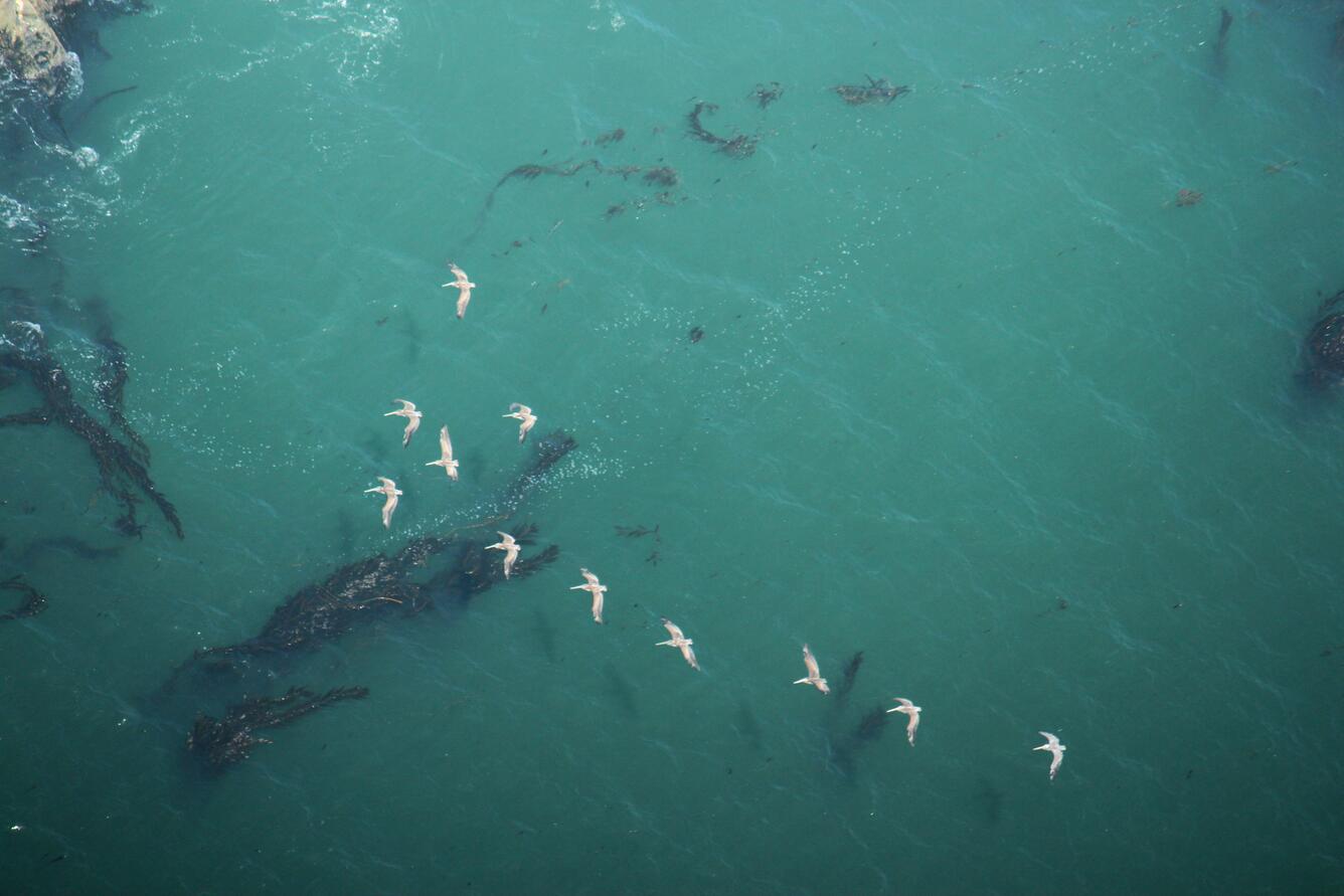 Pelicans flying low in typical "V" formation over green ocean off Santa Cruz, California, with kelp floating.