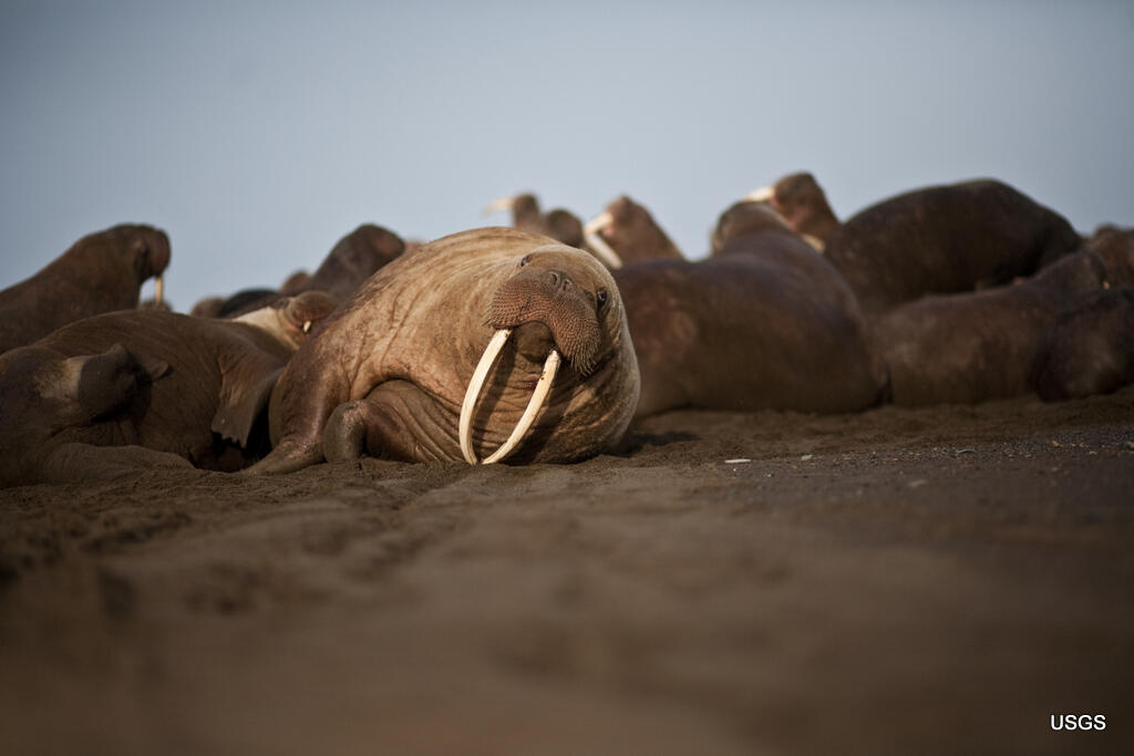 Female Walrus Resting Beside a Yearling Walrus