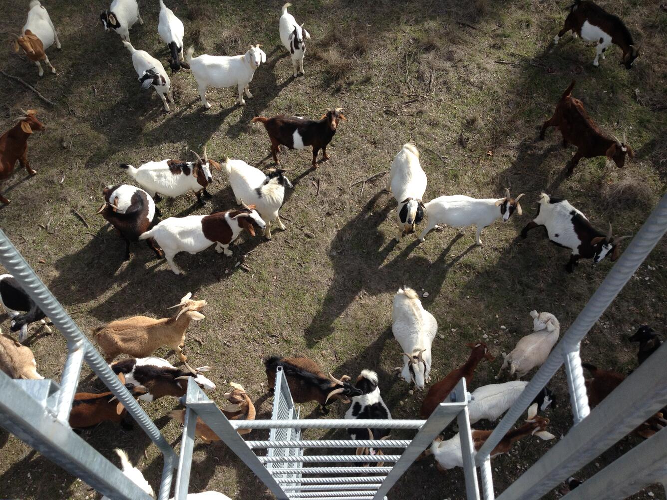 Goats at Noyes Canal gage