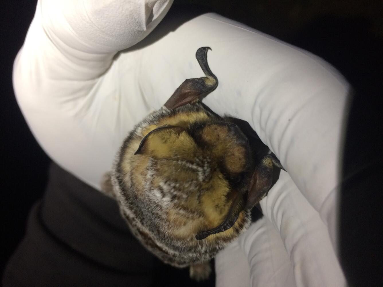 hoary bat