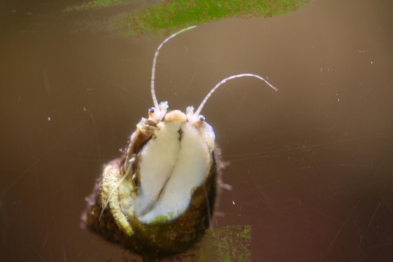 Live gastropod on the glass of a saltwater tank in the calcareous lab