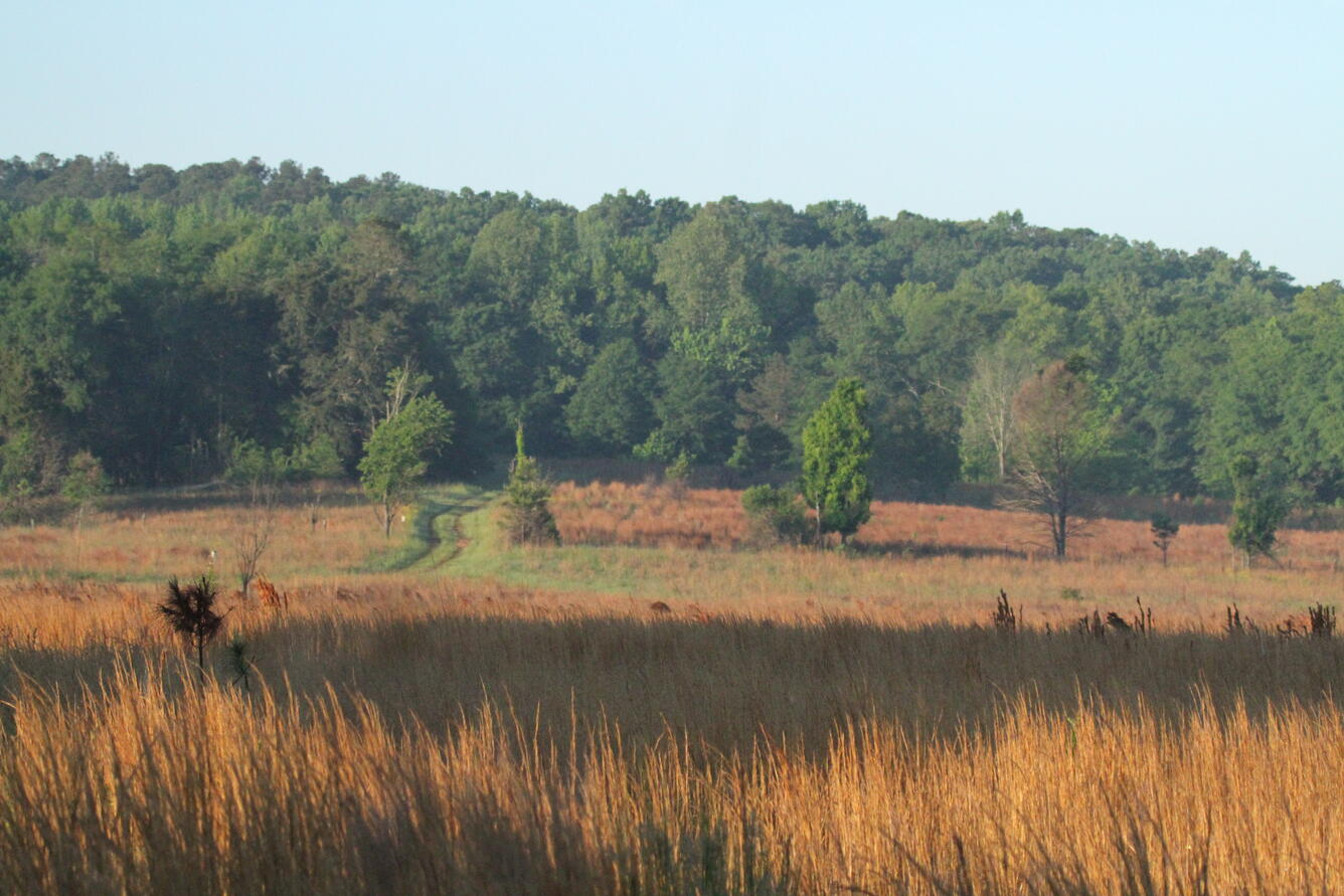 The banding area at Panola Mountain State Park includes restored grasslands that provide bird habitat.
