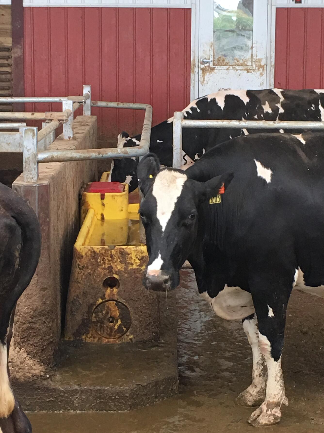 Thirsty cow drinking water at Sassy Cow Creamery, WI