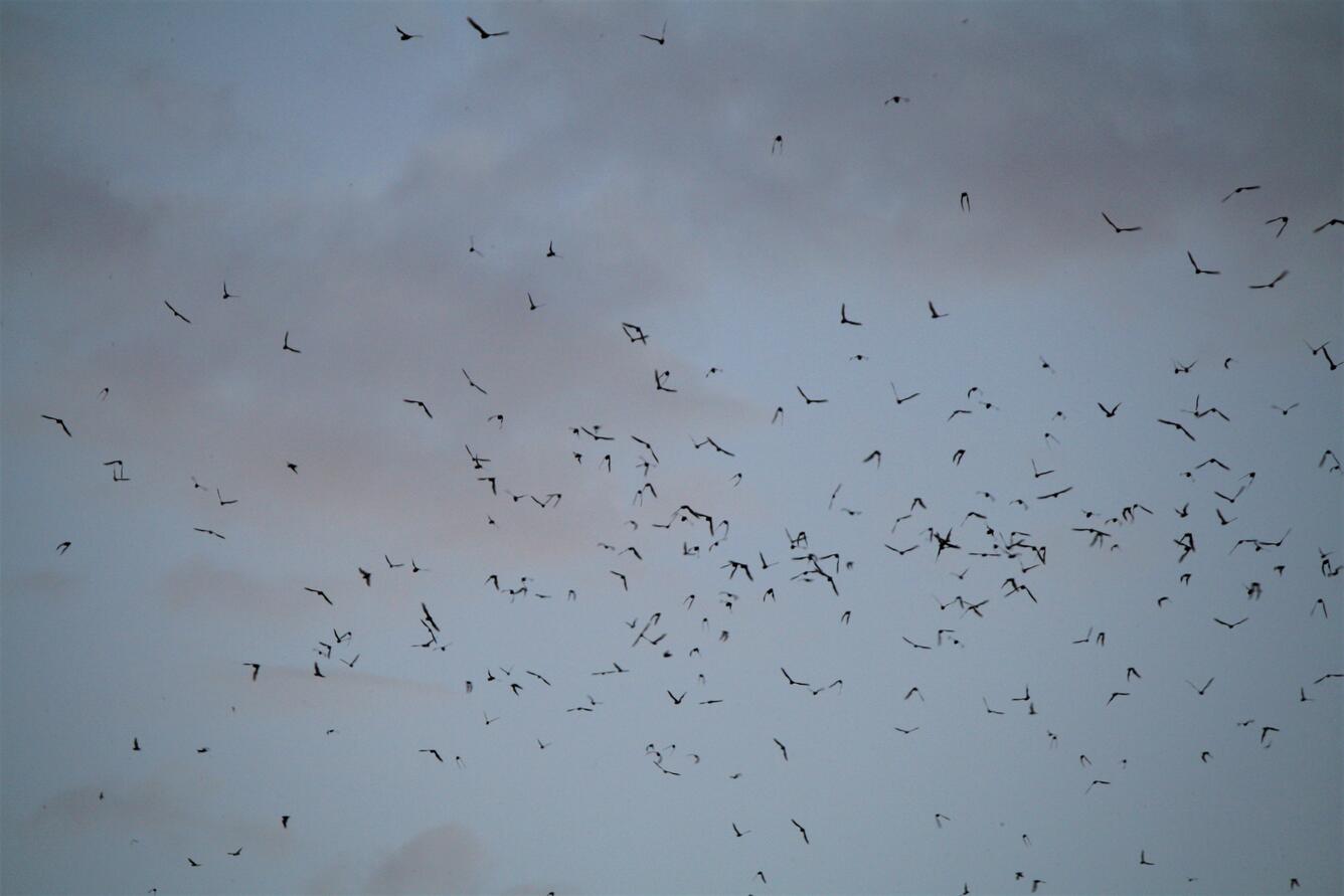 bats