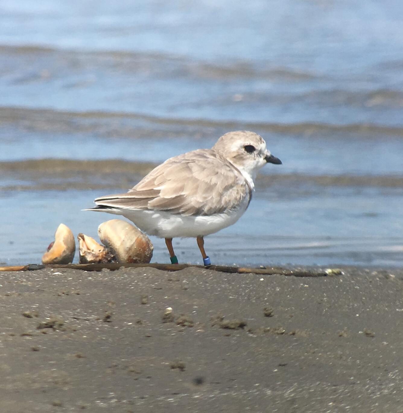 Whiskey Island Louisiana Oct 2016 by Jessica Schulz