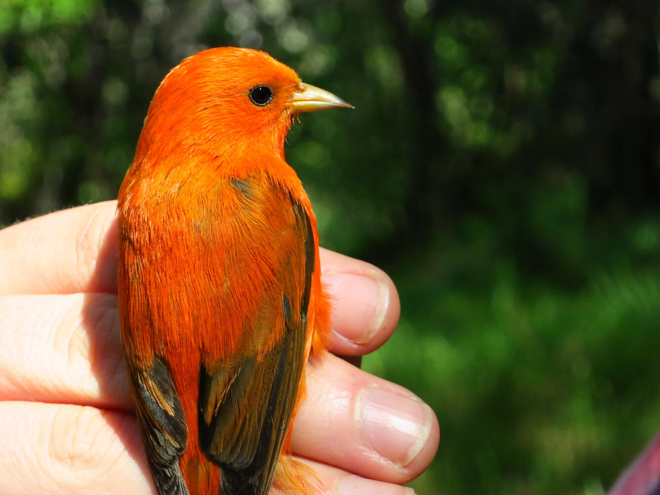 PIERC_akepa in the hand