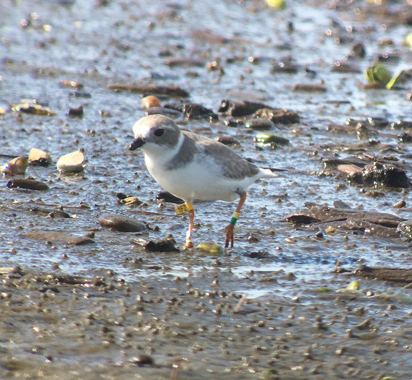 Piping plover in Louisiana