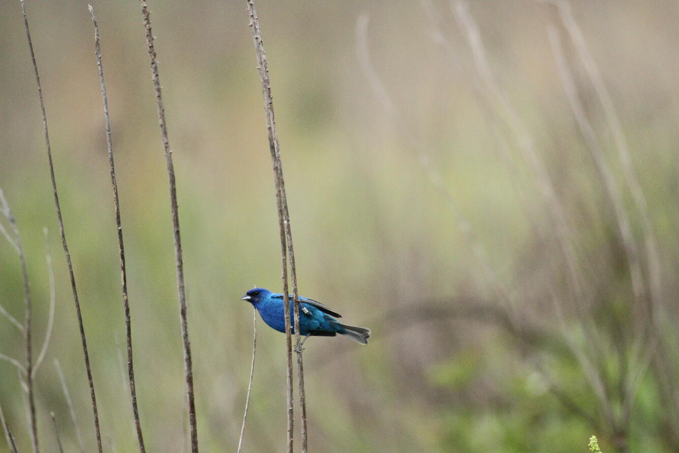 A banded Blue Grosbeak rests on a blade of grass near the Panola Banding Station.