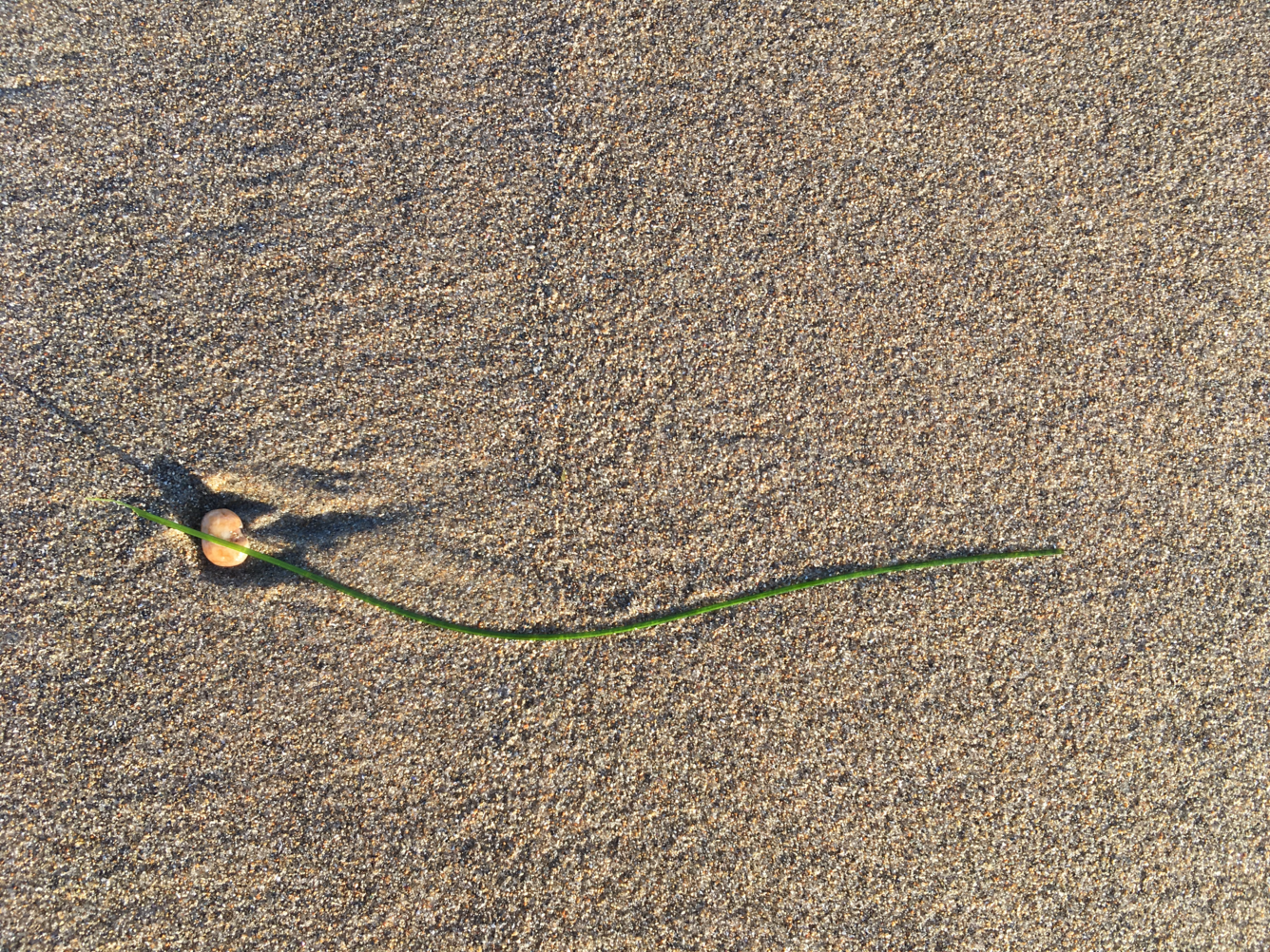 Beach sand with a single strand of beach grass and a pebble casting a shadow.