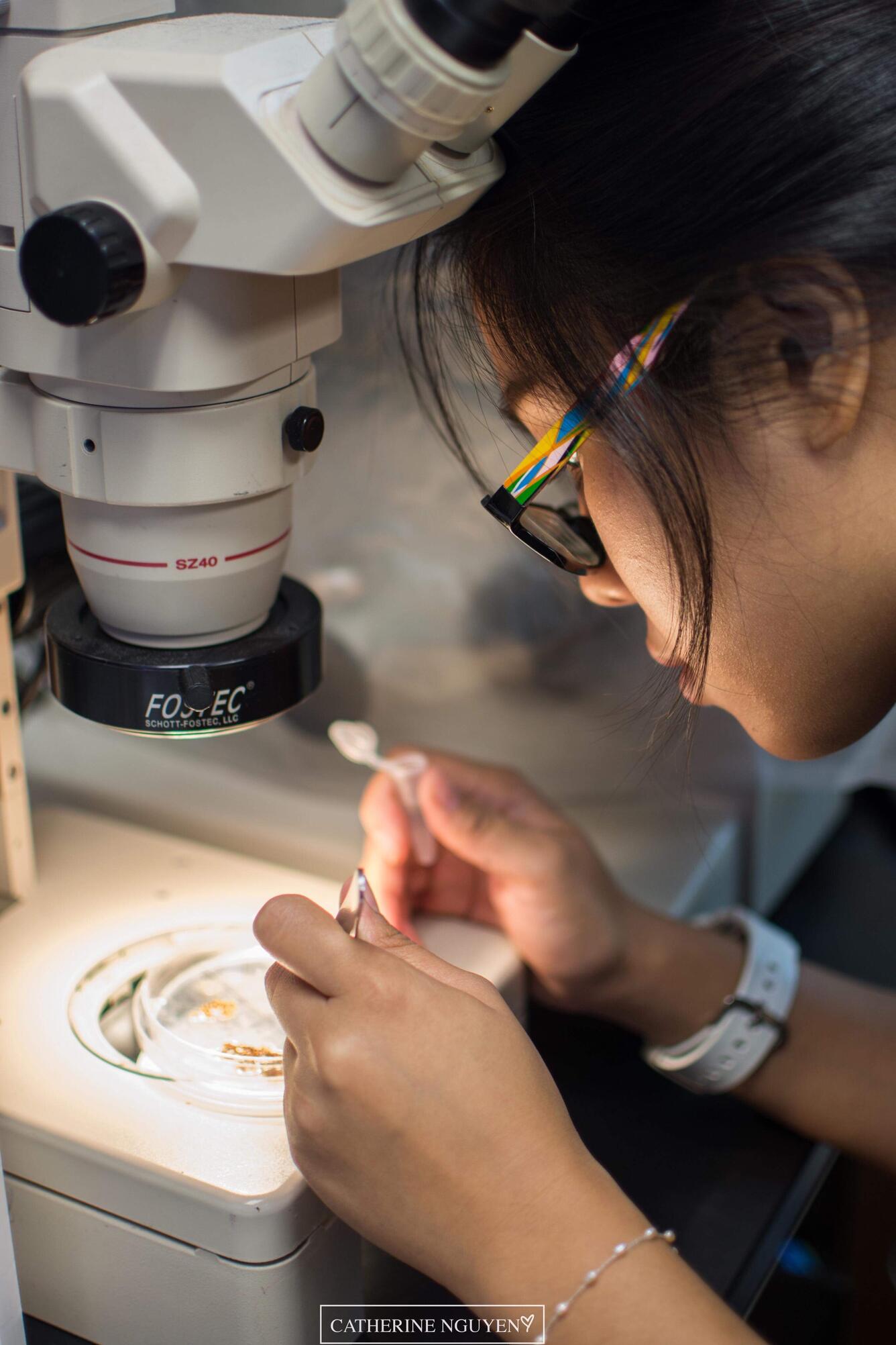 Student Sorts Samples Under a Microscope
