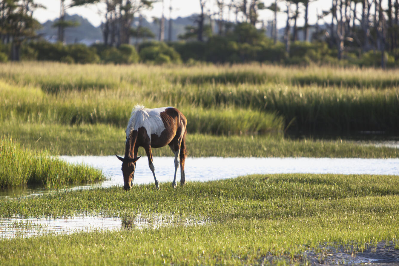 color photo of horse drinking from pond